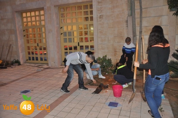 trees yaffa jamhairea (18).JPG